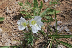 Oenothera engelmannii