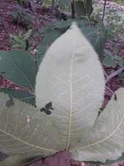 Carya ovata mexicana