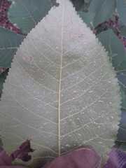 Carya ovata mexicana