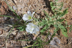 Oenothera engelmannii
