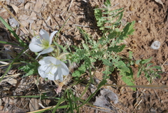 Oenothera engelmannii