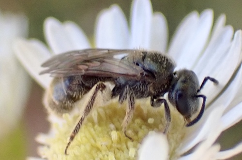 Experienced Sweat Bee