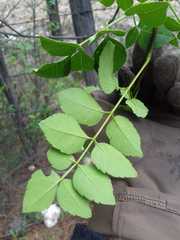 Fraxinus cuspidata