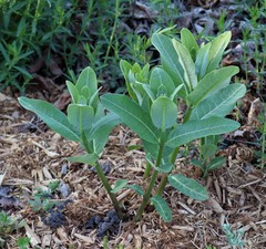 Asclepias syriaca