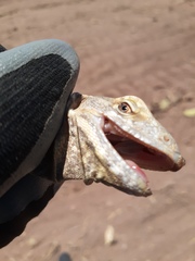 Ctenosaura macrolopha