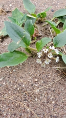 Tripterocalyx micranthus