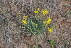 Physaria ovalifolia