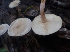 Clitocybe semiocculta