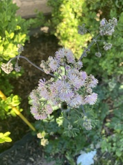 Thalictrum aquilegiifolium