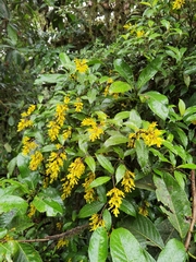 Palicourea lasiorrhachis