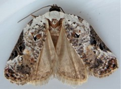 Acleris nivisellana