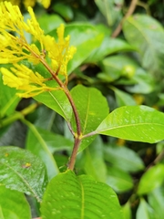Palicourea lasiorrhachis