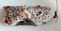Acleris nivisellana