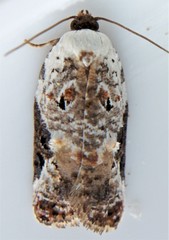 Acleris nivisellana