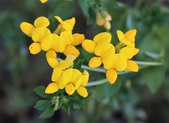 Lotus corniculatus