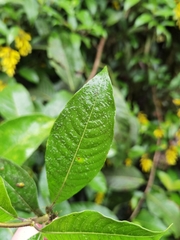 Palicourea lasiorrhachis