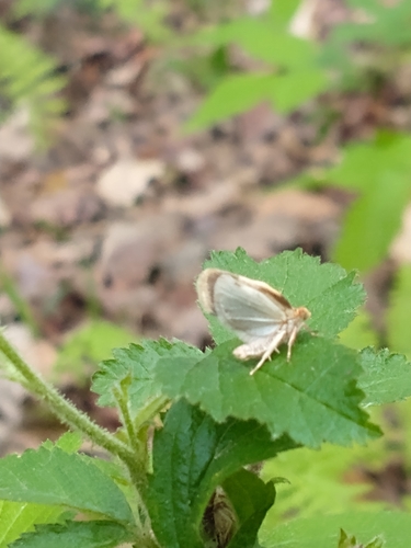 Black-patched Clepsis Moth photo 3