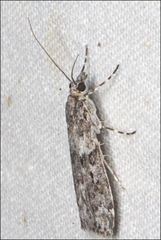 Scoparia syntaracta