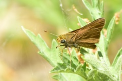 Euphyes vestris harbisoni