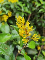 Palicourea lasiorrhachis