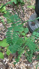 Securigera varia