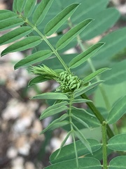Securigera varia