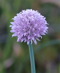 Allium schoenoprasum