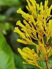 Palicourea lasiorrhachis