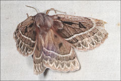 Anthela oressarcha