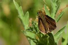 Euphyes vestris harbisoni