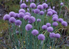 Allium schoenoprasum