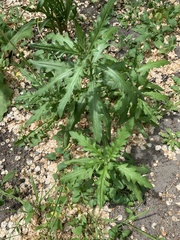 Cirsium arvense