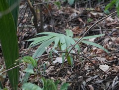 Zamia standleyi
