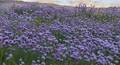 Allium schoenoprasum