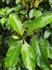Hydrangea diplostemona