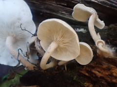 Clitocybe semiocculta