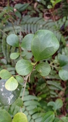 Ficus deltoidea