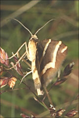 Chrysolarentia oxygona