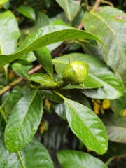 Hydrangea diplostemona