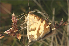Chrysolarentia oxygona