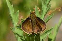 Euphyes vestris harbisoni