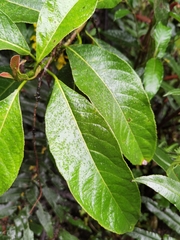 Hydrangea diplostemona