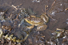 Lithobates montezumae