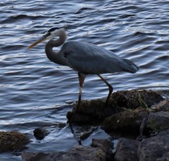Ardea herodias