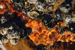 Hymeniacidon perlevis