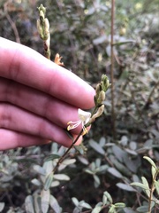 Lonicera subspicata subspicata