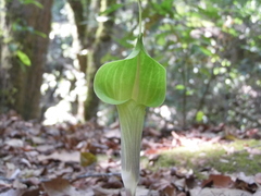 Arisaema macrospathum