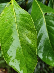 Hydrangea diplostemona