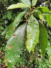 Saurauia rubiformis