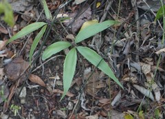 Zamia standleyi